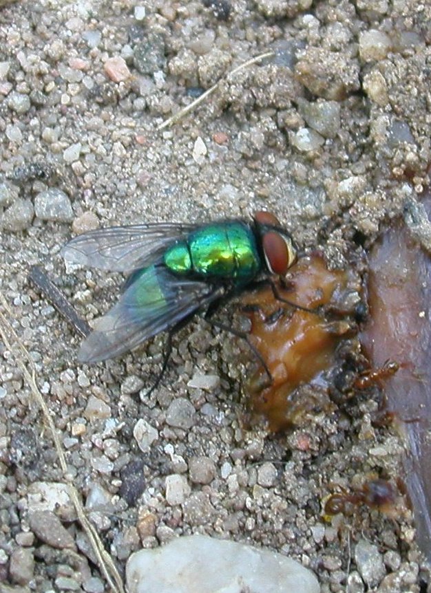 Sagra della chiocciola: Lucilia cf. sericata (Calliphoridae)